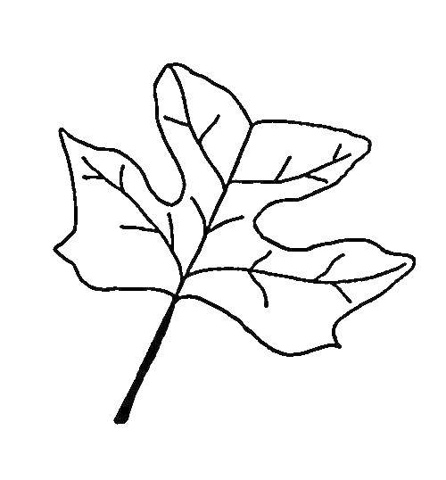 Название: Раскраска Лист. Категория: растения. Теги: лист.