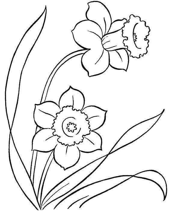 Название: Раскраска Нарциссы. Категория: растения. Теги: нарцисс. цветы.