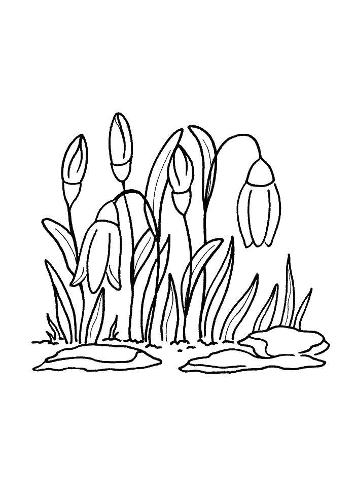 Coloring Snowdrops. Category plants. Tags:  snowdrops, flowers.