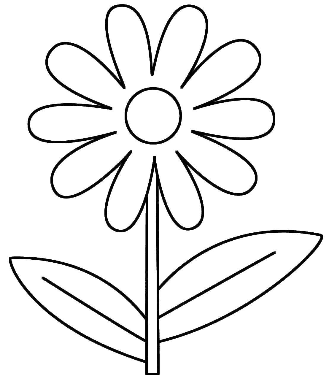 Coloring Daisy. Category plants. Tags:  chamomile.