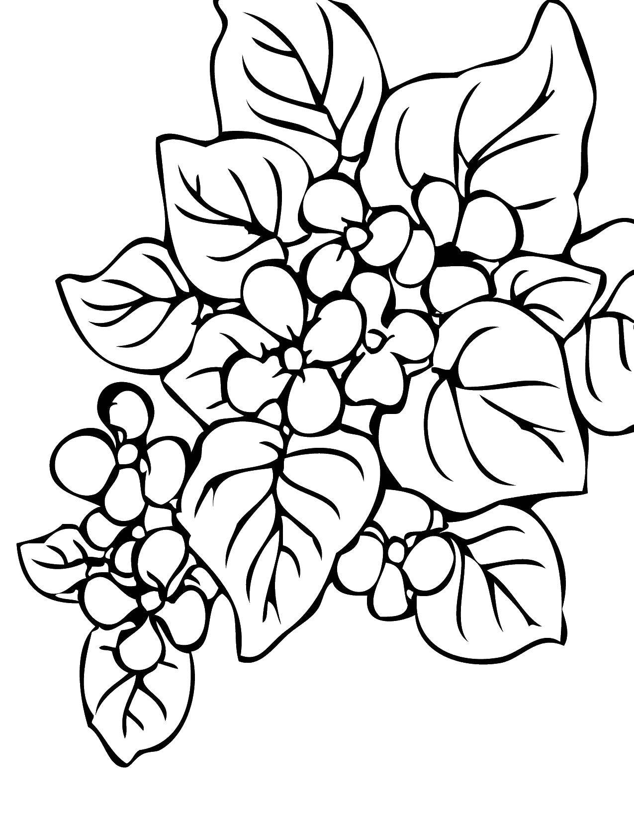 Coloring Flowers. Category plants. Tags:  flowers.