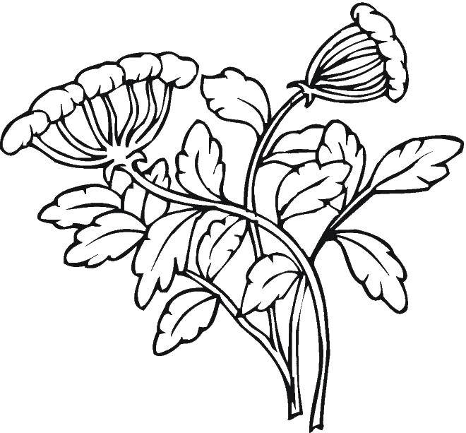 Coloring Flowers. Category plants. Tags:  flowers.