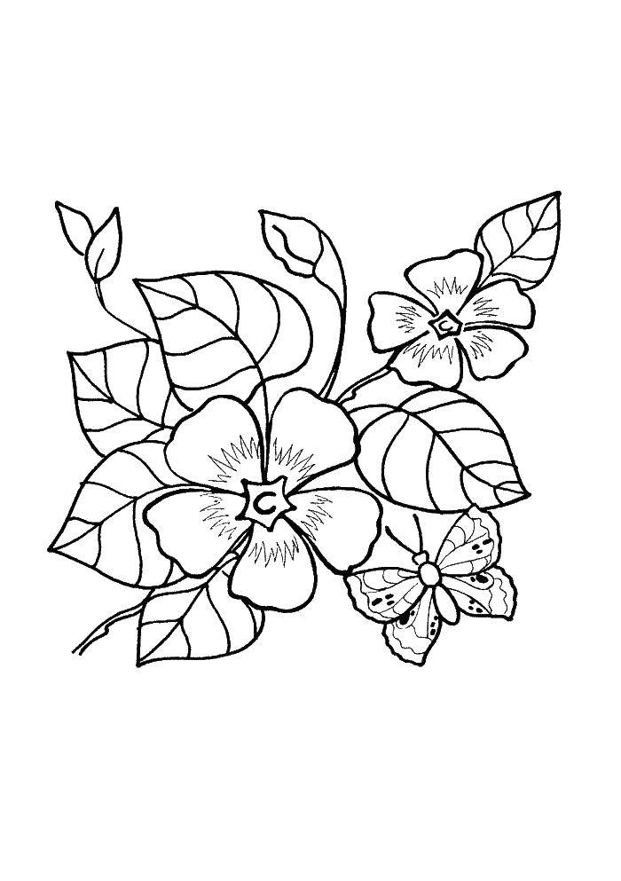 Coloring Flowers. Category plants. Tags:  Flowers.