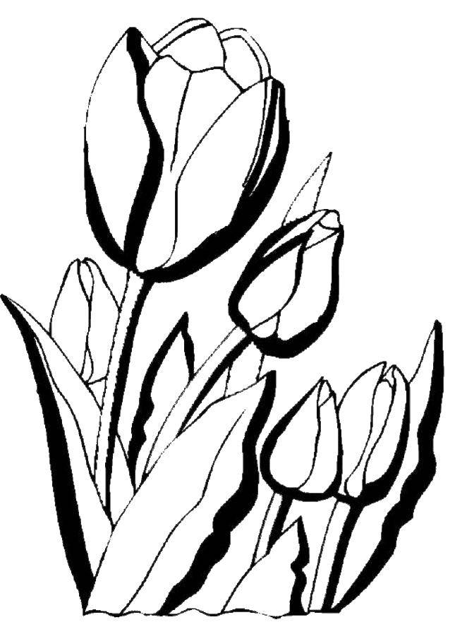 Название: Раскраска Тюльпаны. Категория: растения. Теги: тюльпаны.