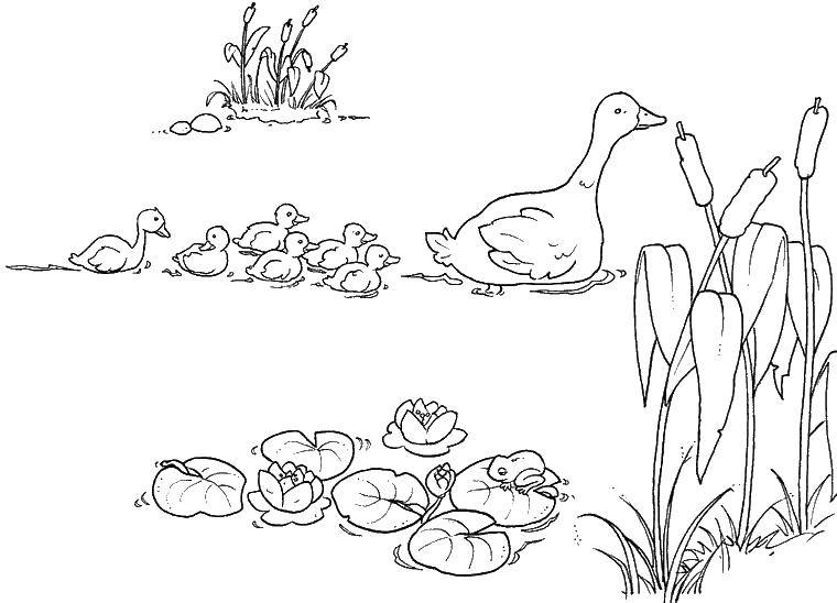 Coloring The ugly duckling swimming in a pond. Category Fairy tales. Tags:  the ugly duckling.