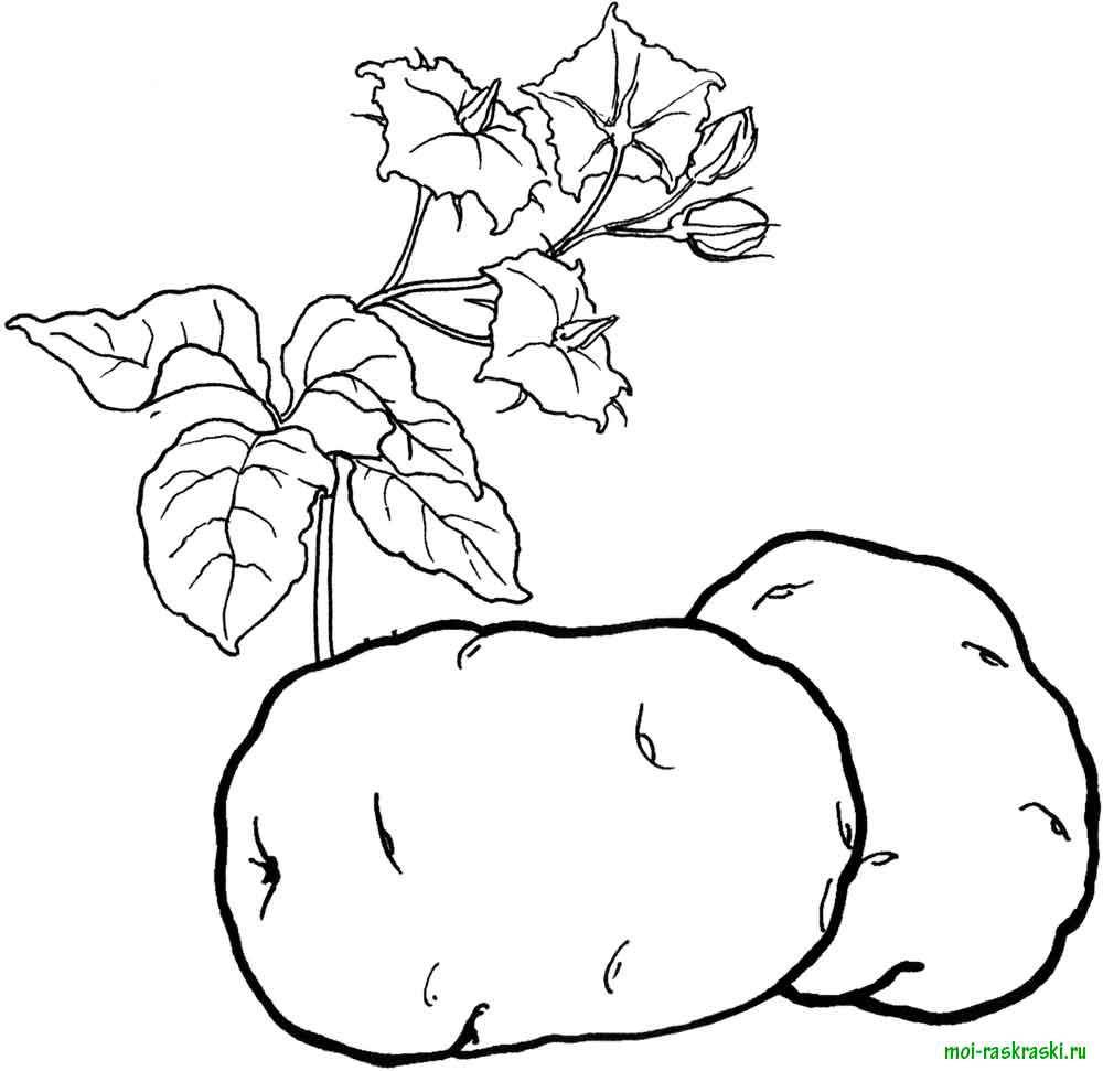 Coloring Kortofel. Category vegetables. Tags:  cull piles.