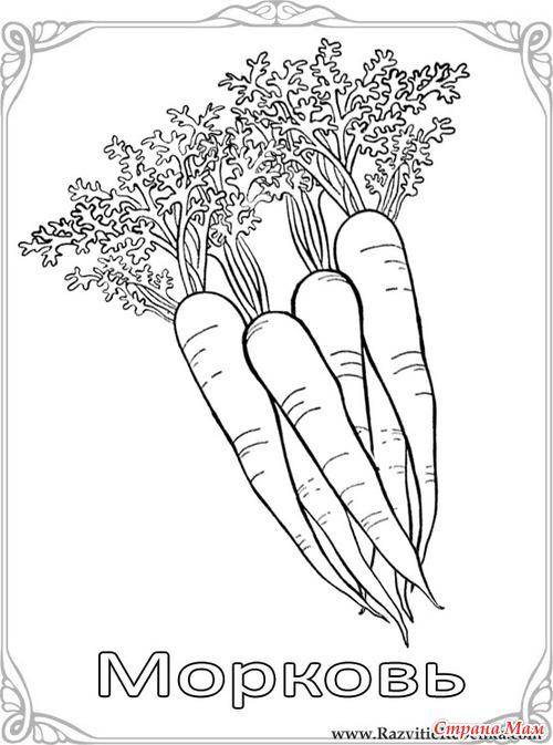 Название: Раскраска Пучок морковки. Категория: овощи. Теги: морковка.