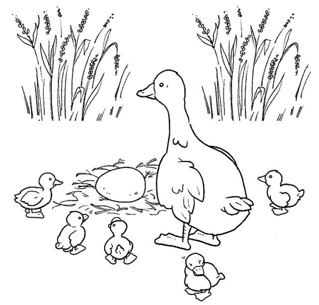 Coloring A family of ducks. Category birds. Tags:  Poultry, duck.