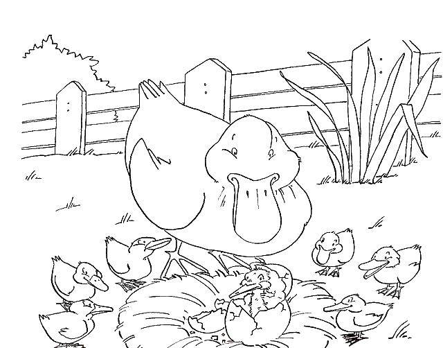 Coloring Duck with ducklings and an ugly duckling. Category Fairy tales. Tags:  the ugly duckling.