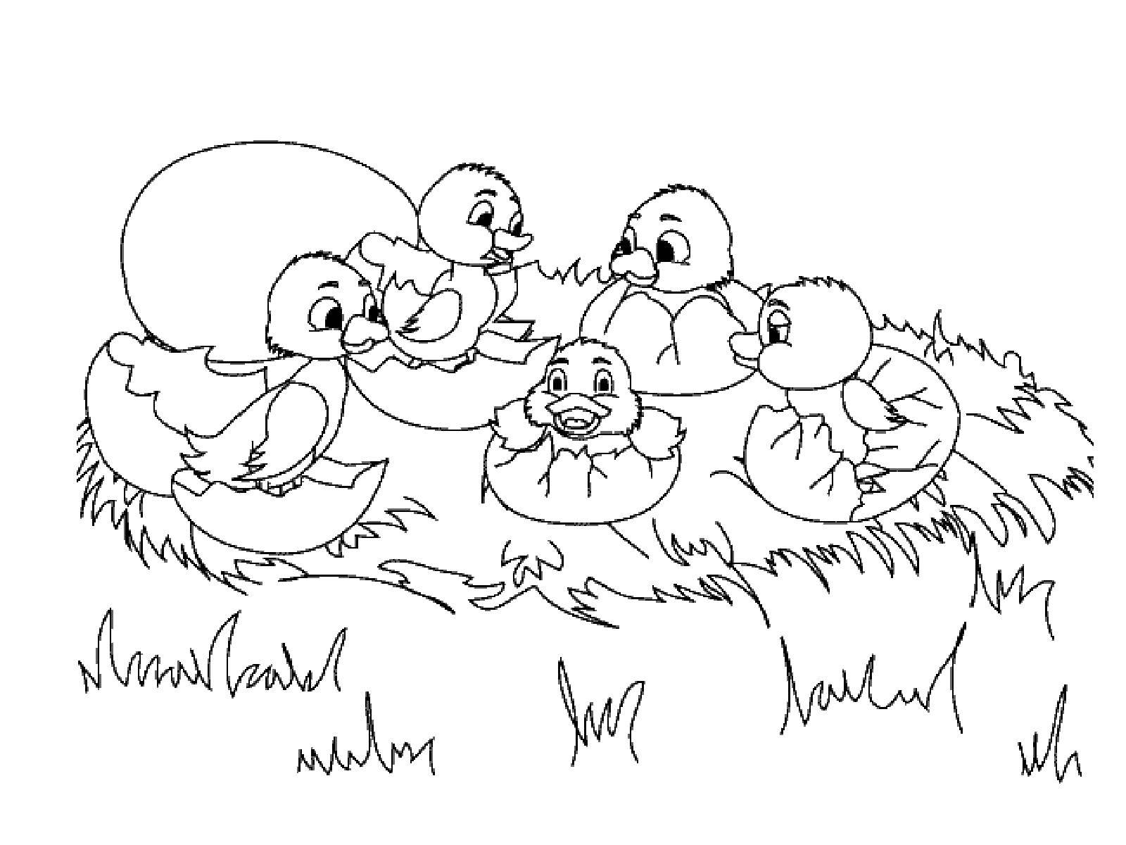 Coloring Ducklings hatched. Category Fairy tales. Tags:  the ugly duckling.