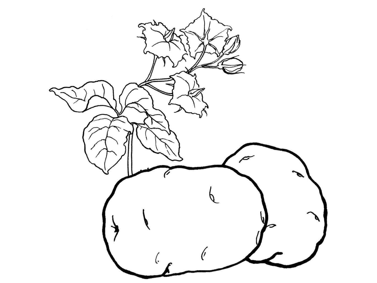 Coloring Potatoes. Category vegetables. Tags:  potatoes.