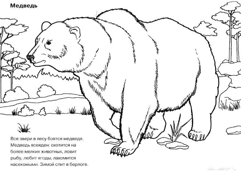 Название: Раскраска Медведь. Категория: Животные. Теги: медведь.
