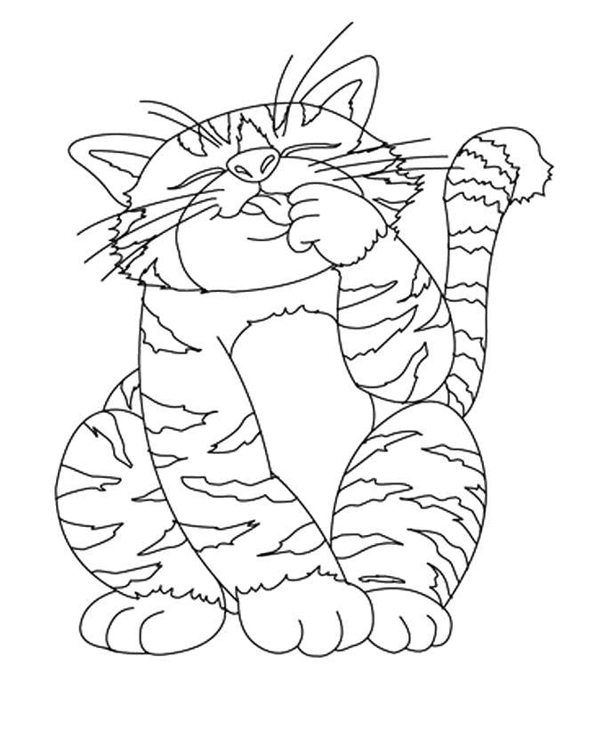 Coloring Tabby cat. Category Animals. Tags:  Animals, kitten.