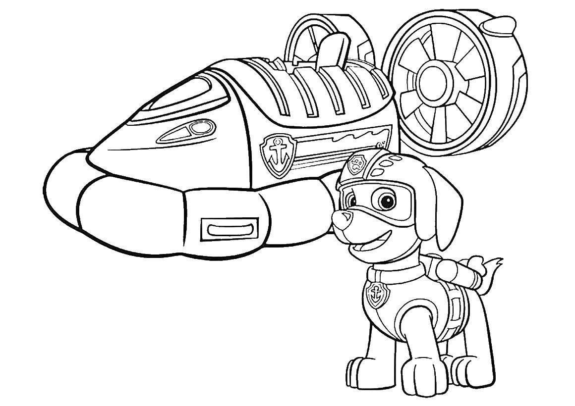 Название: Раскраска Зума - щенок лабрадора. Категория: мультики. Теги: Щенячий патруль, Зума.