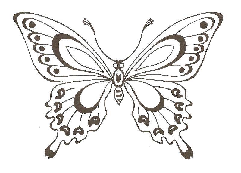 Название: Раскраска Красивая бабочка. Категория: бабочка. Теги: Бабочка.