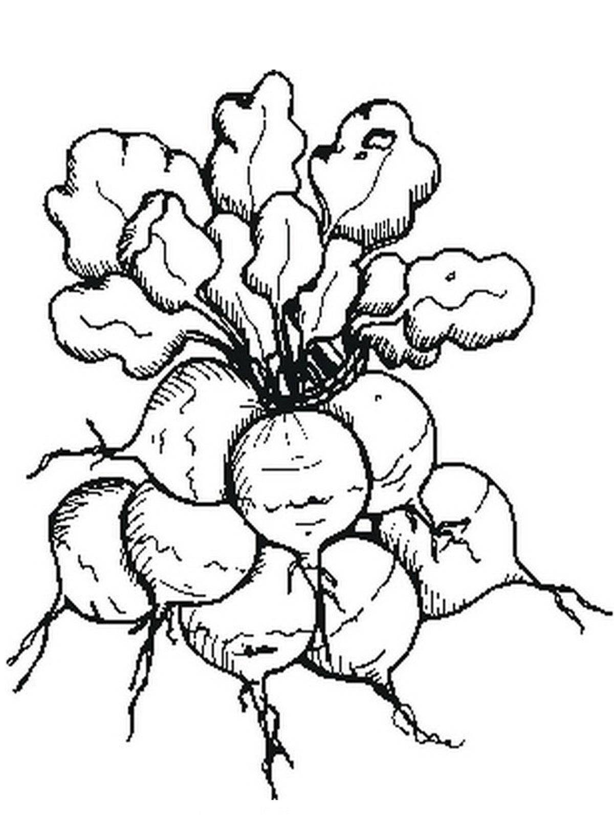 Coloring Turnips. Category vegetables. Tags:  turnips.
