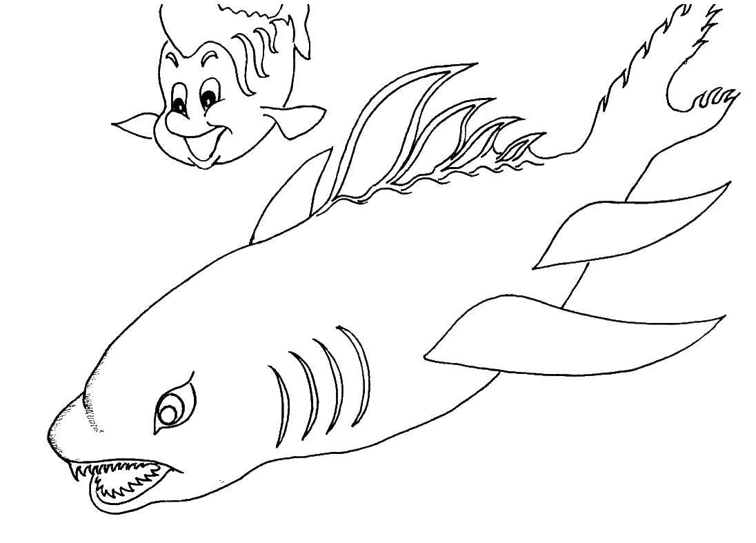 Coloring Ariel and flounder the fish run away from shark. Category Disney cartoons. Tags:  Ariel, mermaid.