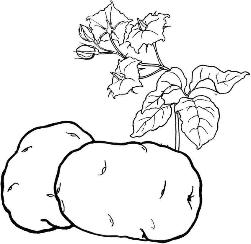 Название: Раскраска Картофель. Категория: овощи. Теги: картофель.