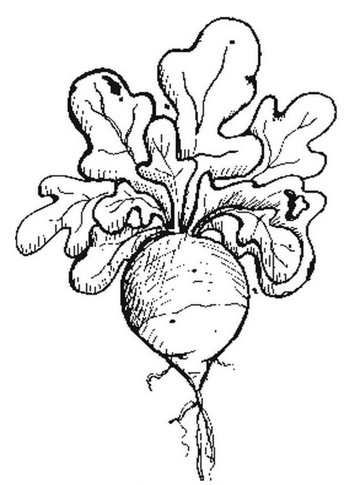 Coloring Turnips. Category vegetables. Tags:  turnips.