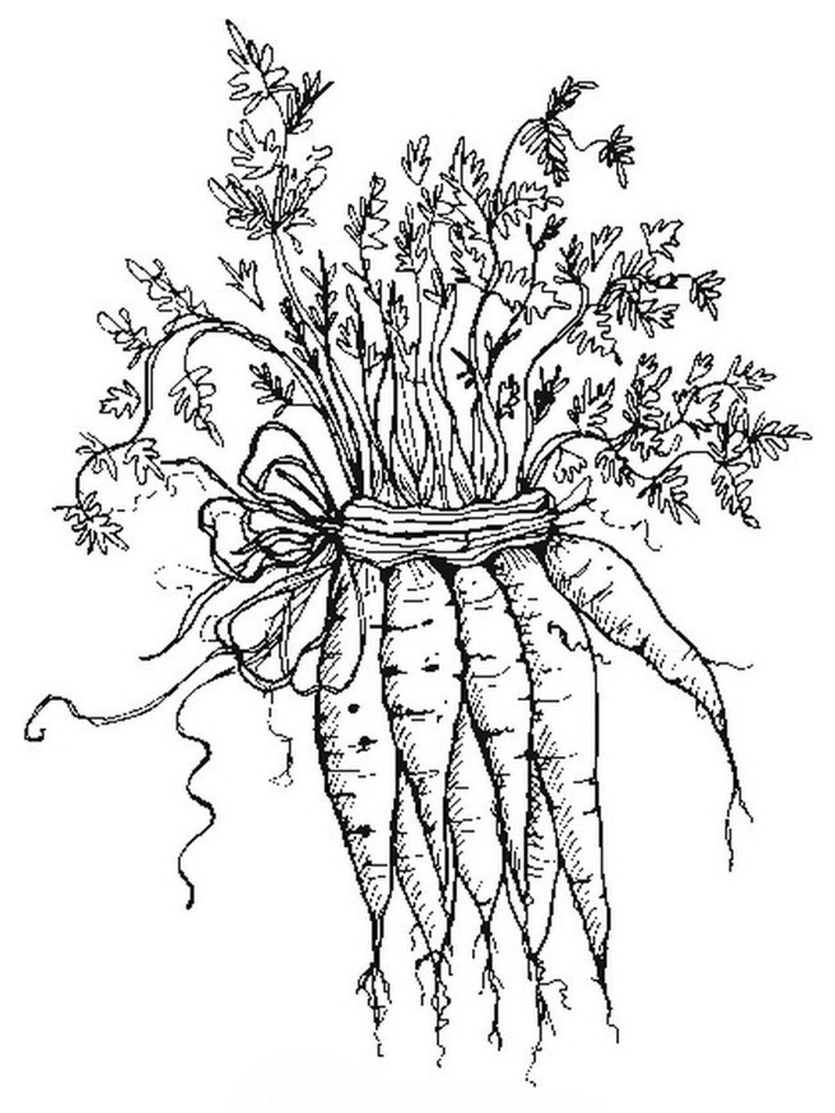 Название: Раскраска Пучок моркови. Категория: овощи. Теги: морковка.