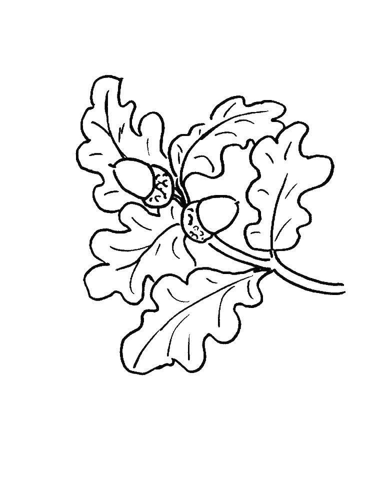 Coloring Oak leaves. Category The contours of the leaves. Tags:  leaves.
