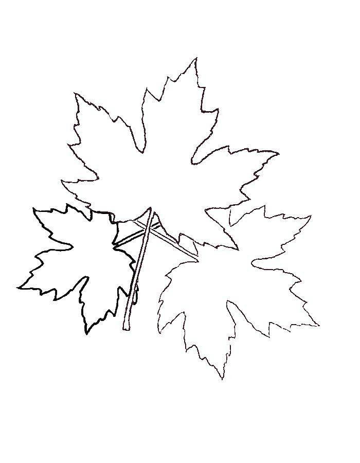 Название: Раскраска Кленовые листья. Категория: листья. Теги: Листья, дерево.