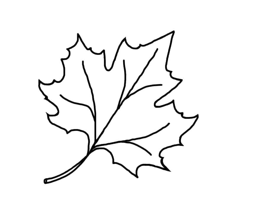 Название: Раскраска Кленовый лист. Категория: Контуры листьев. Теги: Листья, дерево.