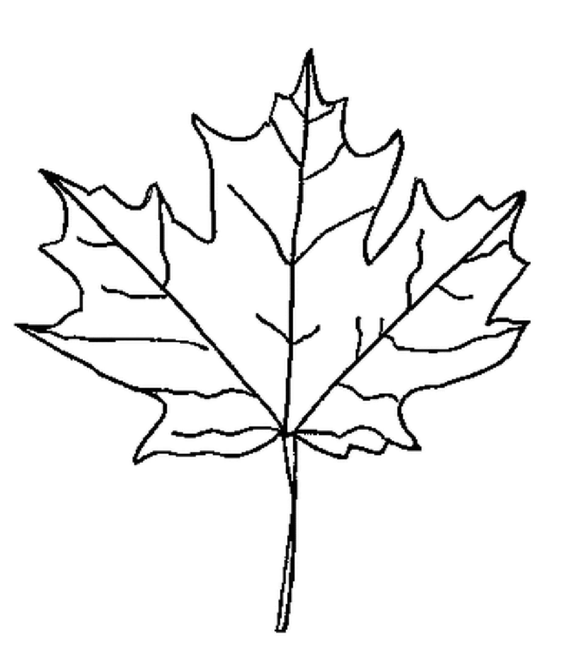 Чертеж листьев. Листья рисунок. Кленовый лист раскраска. Кленовый лист рисунок. Лист клена раскраска.