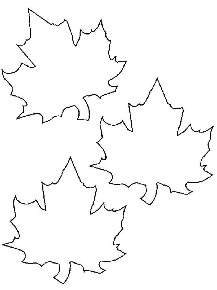 Название: Раскраска Контуры клиновых листье. Категория: Контуры листьев. Теги: Контур, лист.