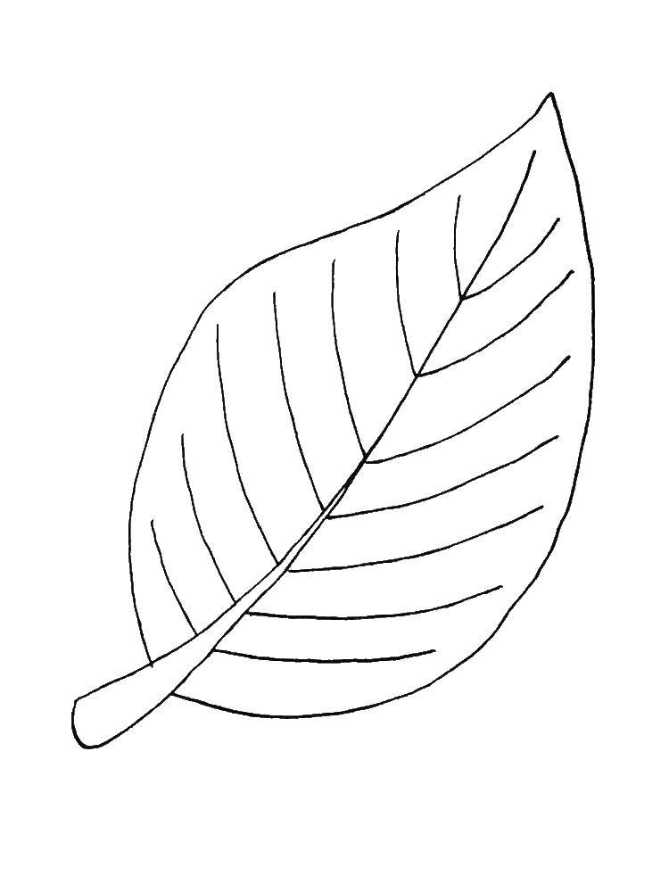 Название: Раскраска Лист. Категория: Контуры листьев. Теги: листья.