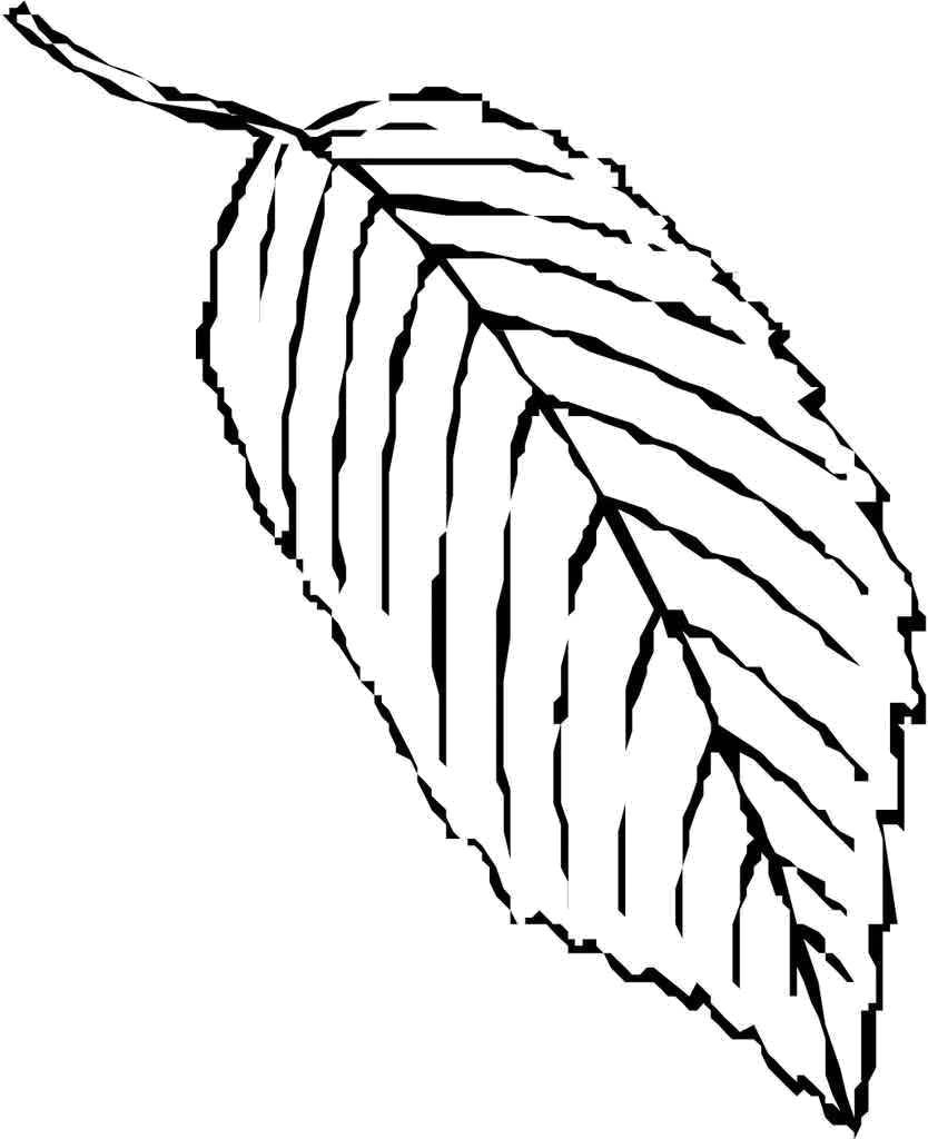 Coloring A leaf fell from the tree. Category The contours of the leaves. Tags:  Leaf, tree.