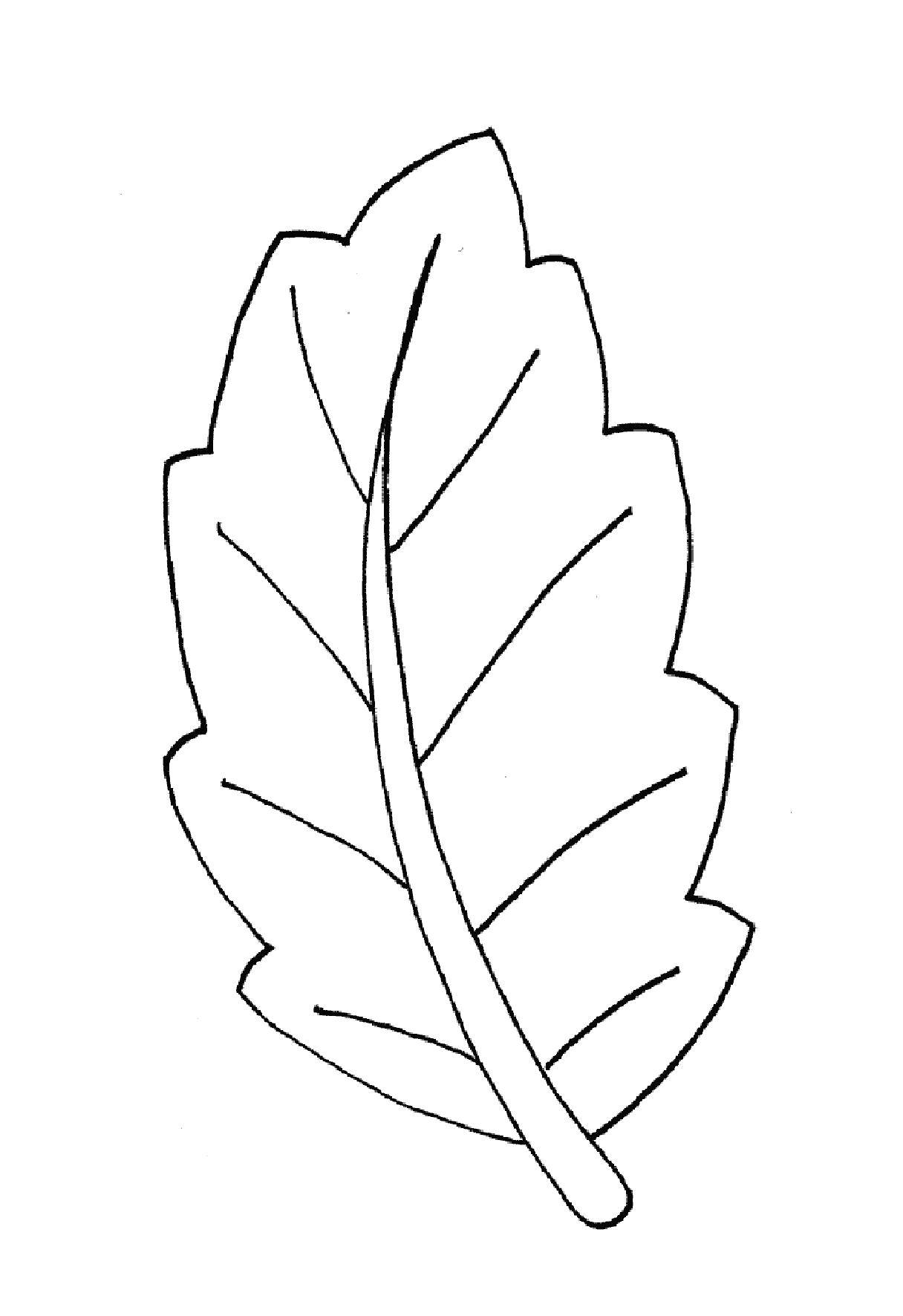 Название: Раскраска Листочек. Категория: листья. Теги: Листок, дерево.