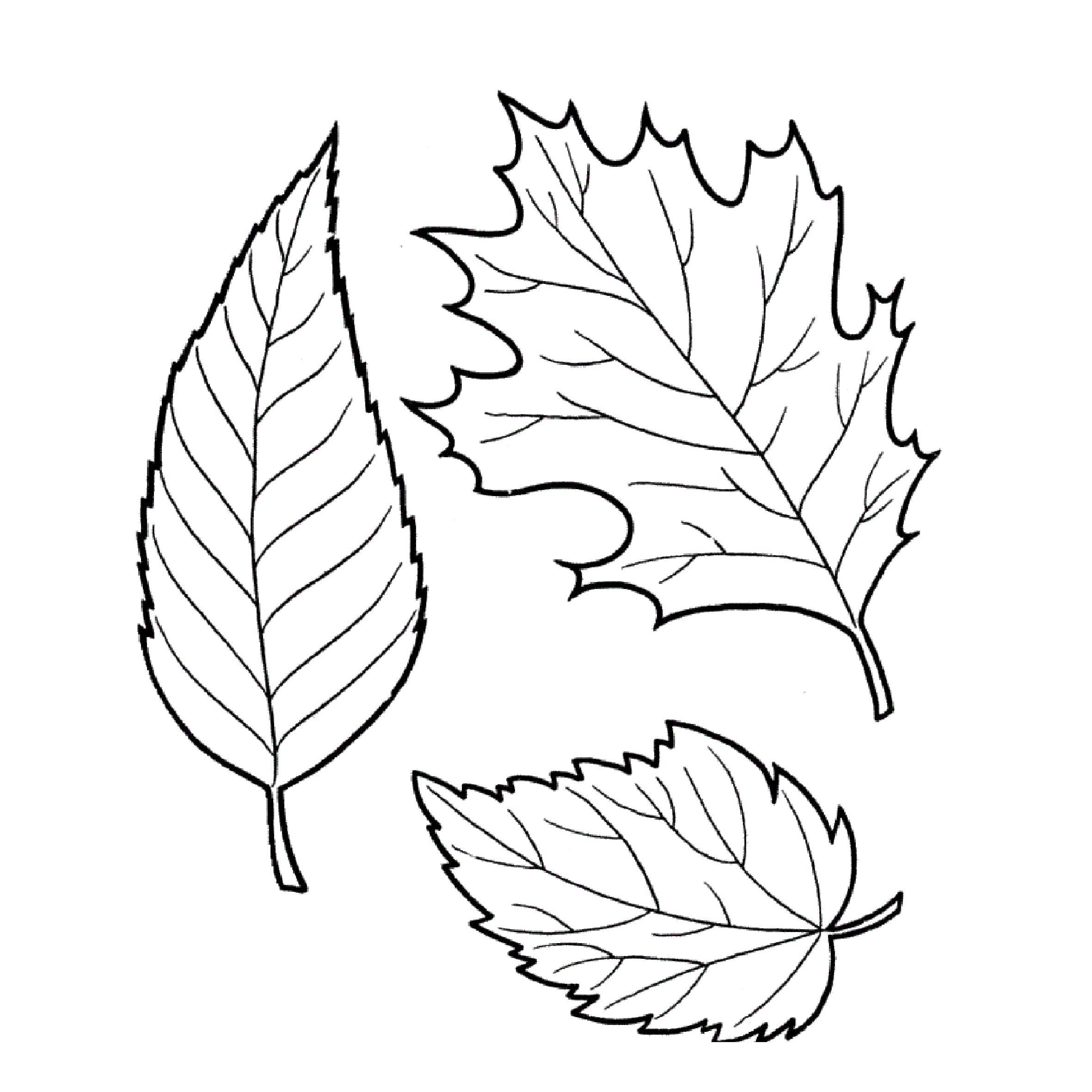 Название: Раскраска Листочки с разных деревьев. Категория: листья. Теги: Деревья, лист.
