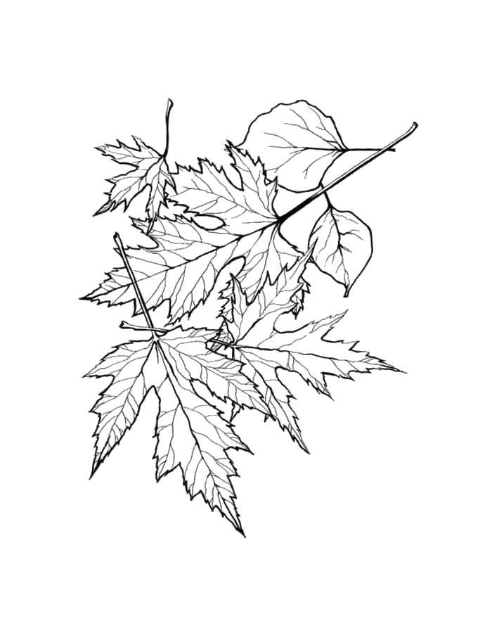 Название: Раскраска Листочки. Категория: листья. Теги: Листья, дерево.
