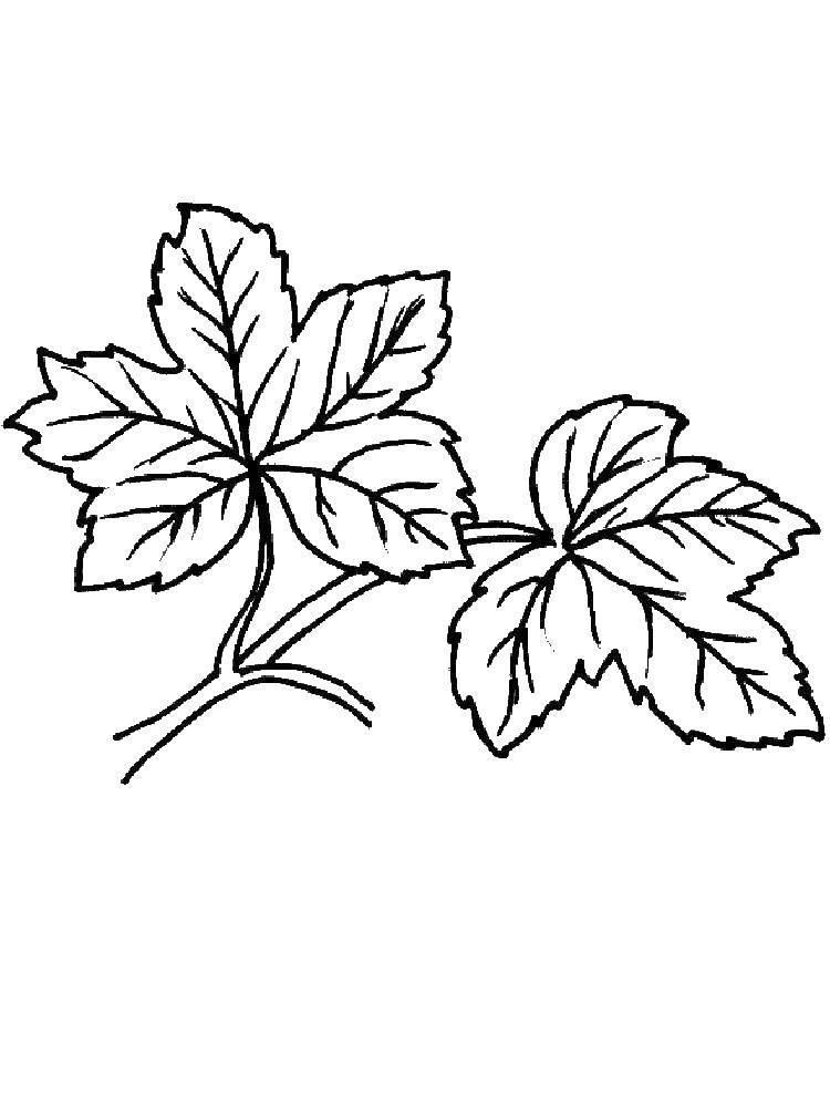 Coloring Grape leaves. Category The contours of the leaves. Tags:  leaves.