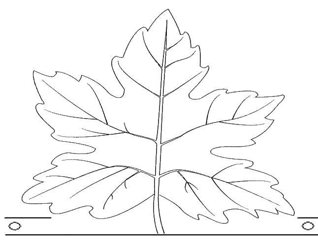 Название: Раскраска Листья. Категория: Контуры листьев. Теги: лист.