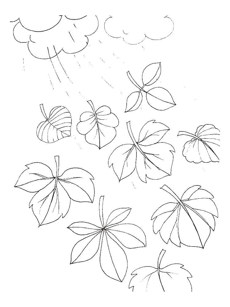 Coloring Leaves. Category The contours of the leaves. Tags:  leaves.