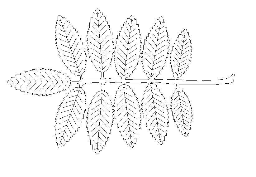 Название: Раскраска Веточка с листиками. Категория: Контуры листьев. Теги: Листья, дерево.