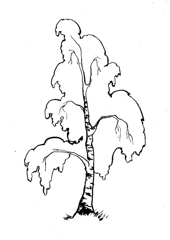 Название: Раскраска Березка. Категория: дерево. Теги: Дерево, берёза, лес.