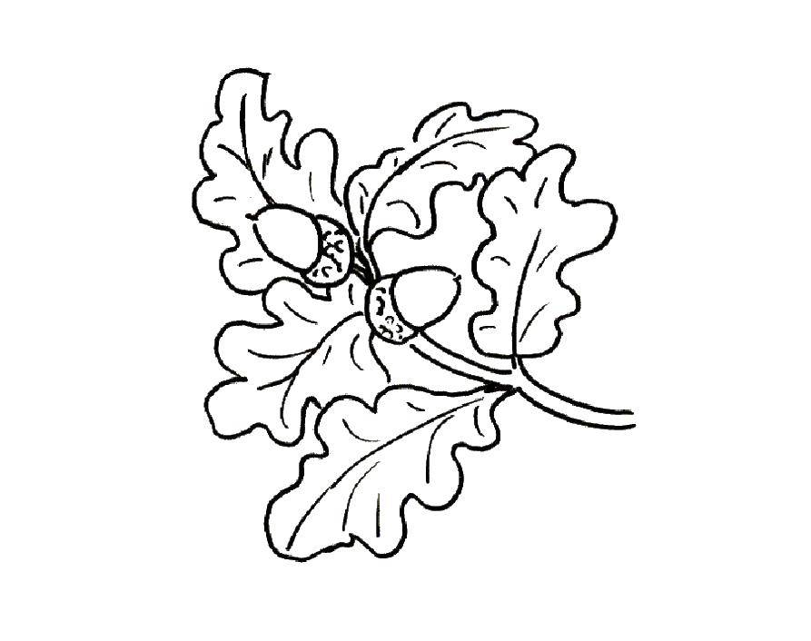 Coloring Oak leaves. Category The contours of the leaves. Tags:  oak leaf.