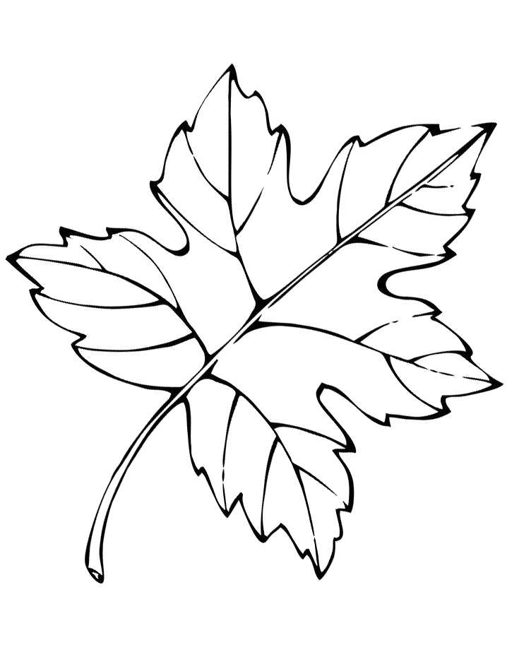 Coloring Maple leaf. Category leaves. Tags:  Leaves, tree.