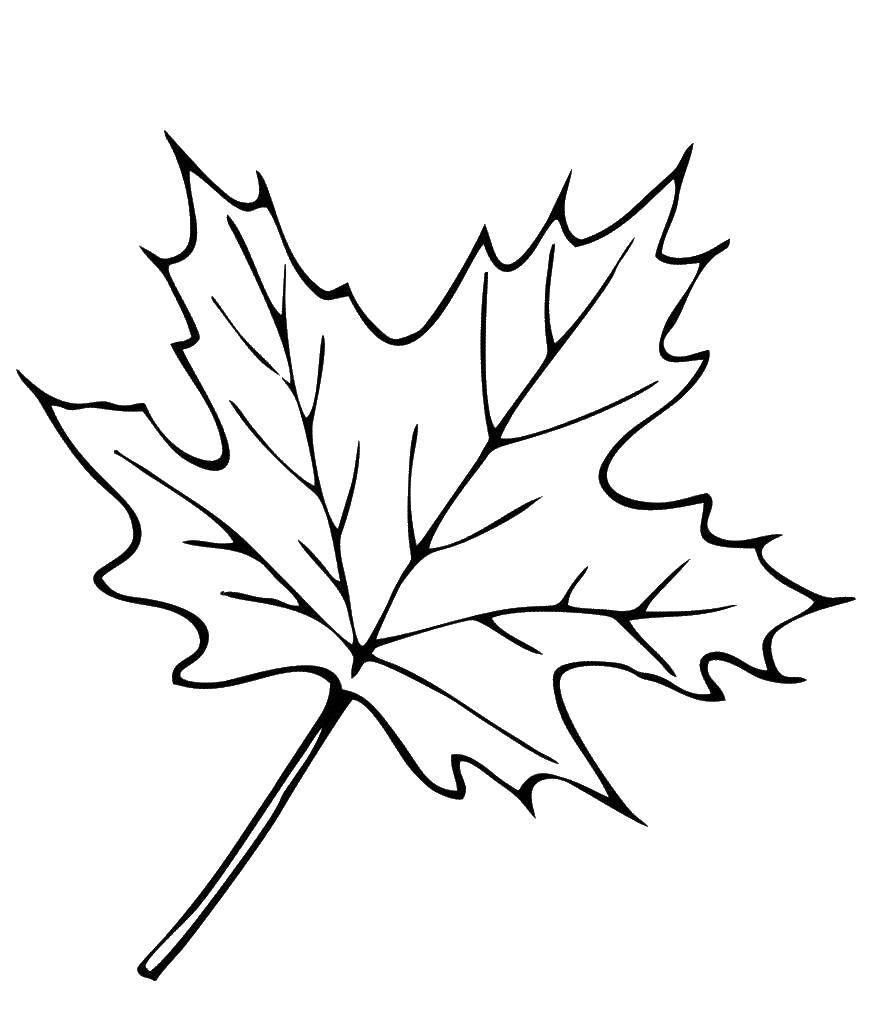 Название: Раскраска Кленовый листочек. Категория: листья. Теги: Листья, дерево.