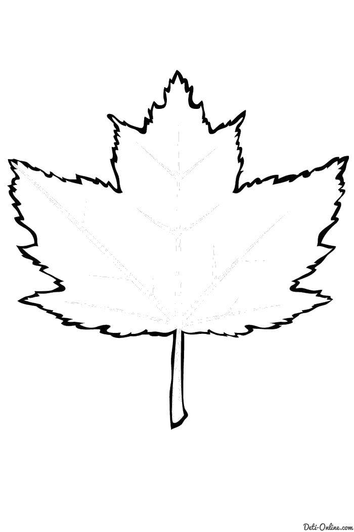 Coloring The outline of the maple leaf. Category The contours of the leaves. Tags:  Contour, sheet.