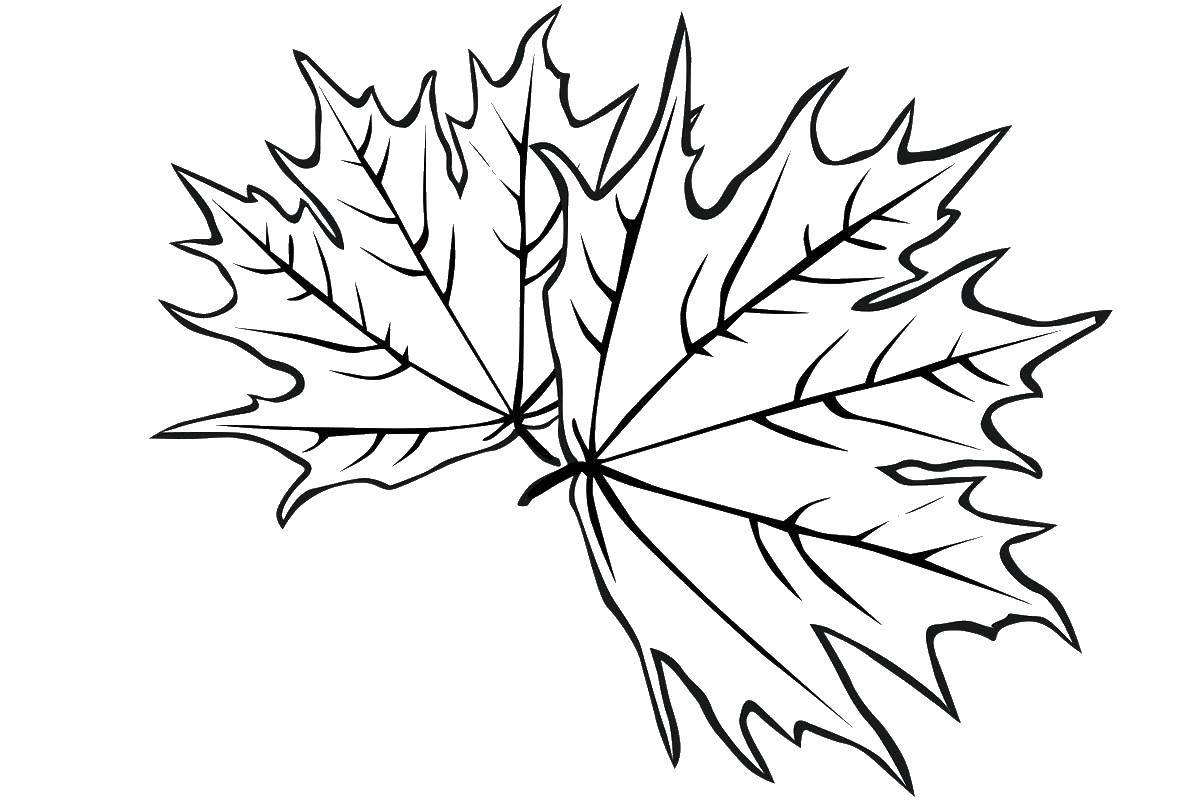 Coloring Maple leaf. Category The contours of the leaves. Tags:  maple leaf.