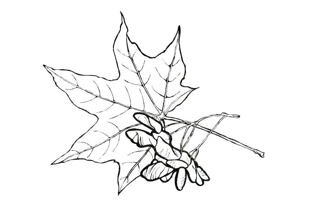 Название: Раскраска Лист клена. Категория: Контуры листьев. Теги: лист клена.