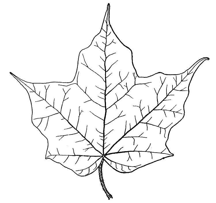 Название: Раскраска Лист клена. Категория: листья. Теги: листья.