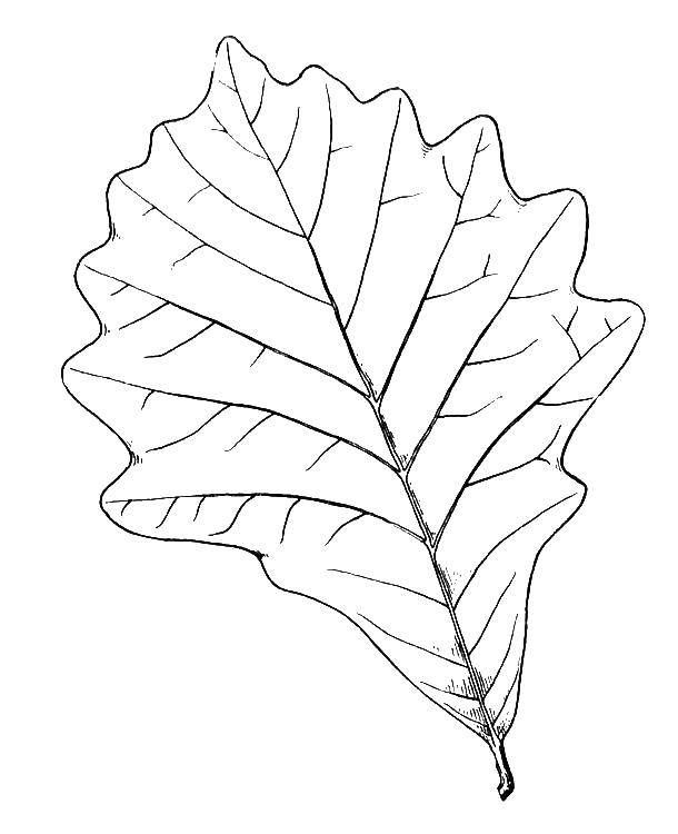 Coloring Sheet. Category The contours of the leaves. Tags:  leaf.