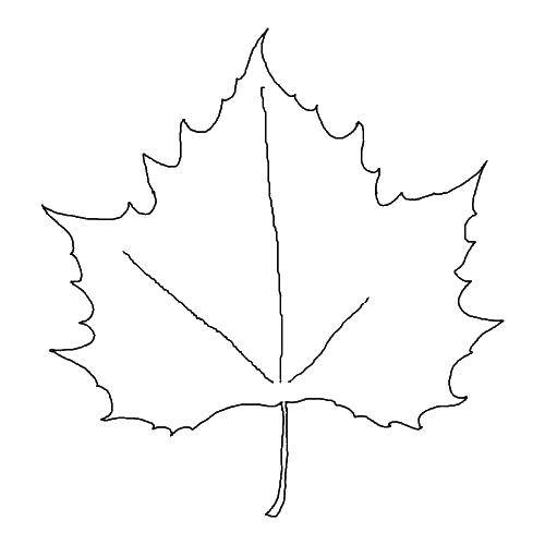Coloring Sheet. Category The contours of the leaves. Tags:  leaf.
