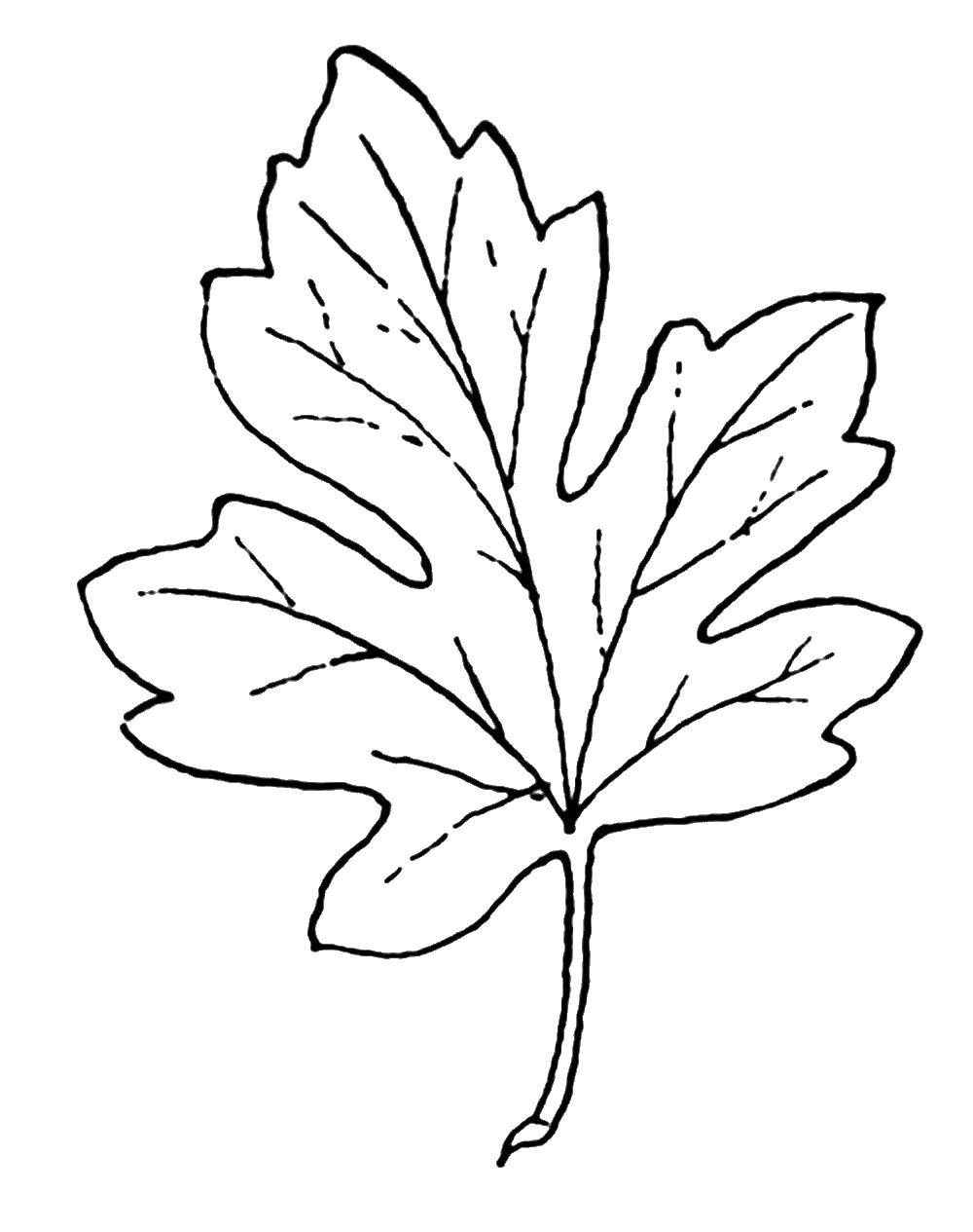 Название: Раскраска Лист. Категория: Контуры листьев. Теги: лист.