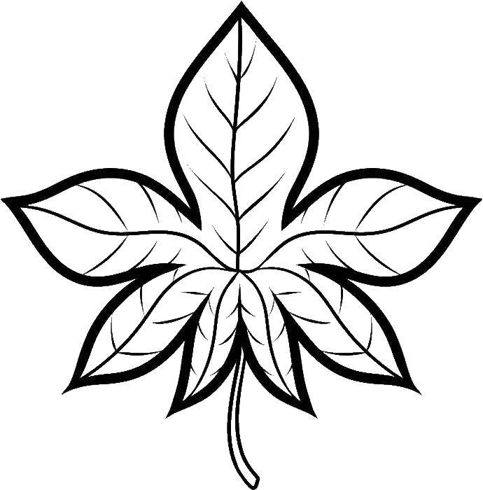 Coloring Sheet. Category The contours of the leaves. Tags:  leaf.